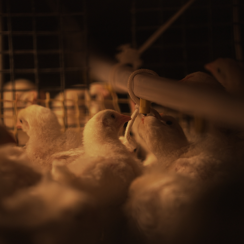 Poultry Hatcheries